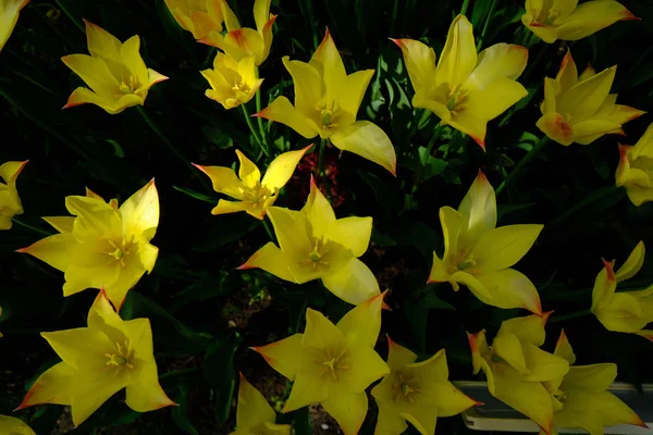 Lecho de tulipán de colores brillantes en primavera, vista de arriba hacia abajo — Foto de Stock