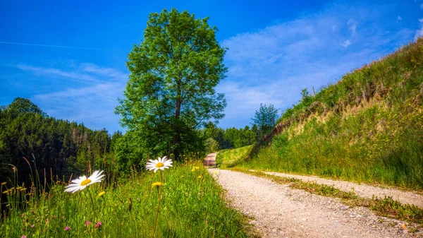 Paisaje alpino, un camino de tilo y grava, rodeado de prados florecientes — Foto de Stock