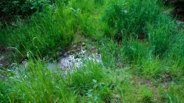 Pequeno riacho, córrego na primavera com grama verde alta e exuberante nas margens — Vídeo de Stock