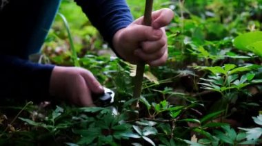 İsviçre bıçağı kullanan küçük kız ya da oğlanın elleri, ormanda bir odun parçasını testereyle testereyle, hiç kimse