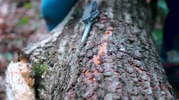 Handen van klein meisje of jongen met behulp van een Zwitsers mes, zagen een stukje hout in het bos, niemand — Stockvideo