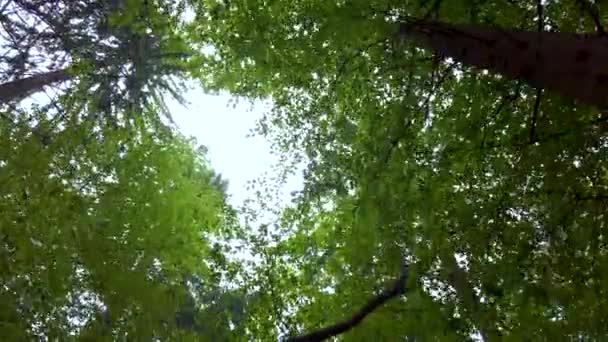 Лесной навес весной, солнце мягко светит сквозь зеленые ветви, одиночество и спокойная сцена, концепция природы — стоковое видео