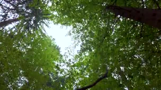 Bosque dosel en primavera, el sol brillando suavemente a través de las ramas verdes, la soledad y la escena tranquila, concepto de la naturaleza — Vídeos de Stock