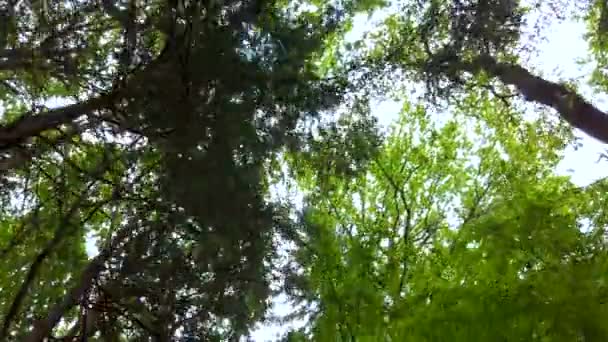 Waldkronen im Frühling, die Sonne scheint sanft durch die grünen Zweige, Einsamkeit und Stille, Naturkonzept — Stockvideo