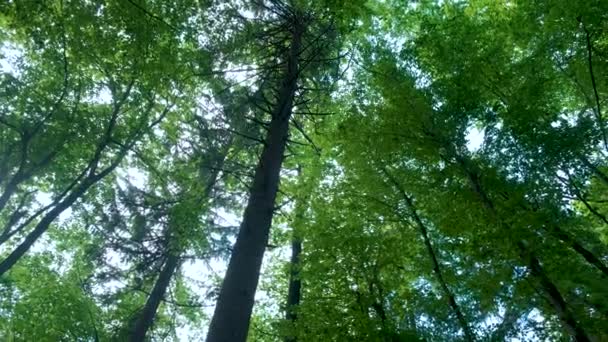 Bosque dosel en primavera, el sol brillando suavemente a través de las ramas verdes, la soledad y la escena tranquila, concepto de la naturaleza — Vídeo de stock