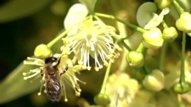 Bal arısı, Apis melifera, çiçek açan ağaç çiçekleri pollinating, yakın