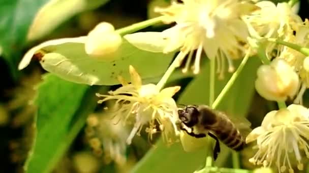 Honey bee, apis melifera, pollinating blooming tree blossoms, close up — Stock Video