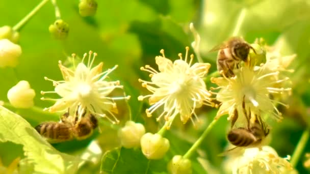 Honey Bee, Apis melifera, pollinerande blommande träd blommar, närbild — Stockvideo