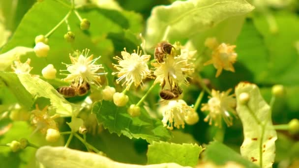 Abeille domestique, apis melifera, fleurs d'arbres en fleurs pollinisantes, gros plan — Video