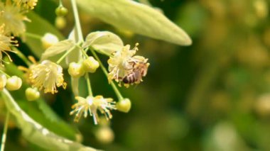 Bal arısı, Apis melifera, çiçek açan ağaç çiçekleri pollinating, yakın