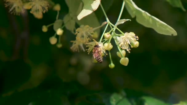 Honey Bee, Apis melifera, pollinerande blommande träd blommar, närbild — Stockvideo