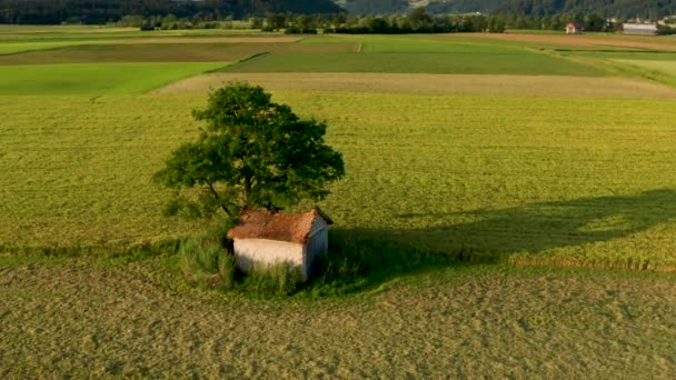 Hasarlı, kırsal peyzaj büyük bir ağacın altında çökmüş çatı ile Eski ahır üzerinde hava yörüngesi — Stok video