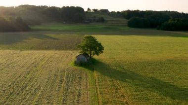 Tarlalar ve çayırların ortasında büyük bir ağacın altında eski, çürüyen kulübeile dramatik kırsal manzara