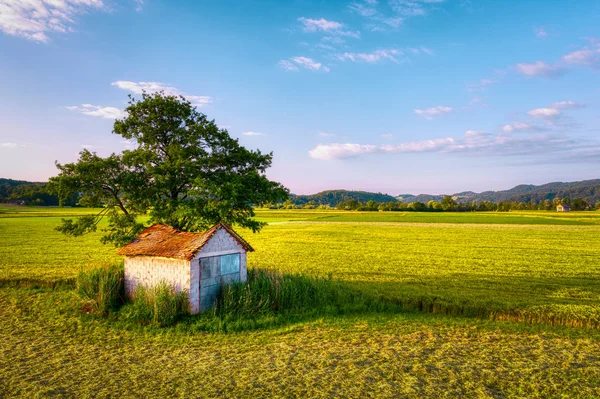 Antiguo granero con techo dañado y derrumbado bajo un gran árbol en el paisaje rural —  Fotos de Stock