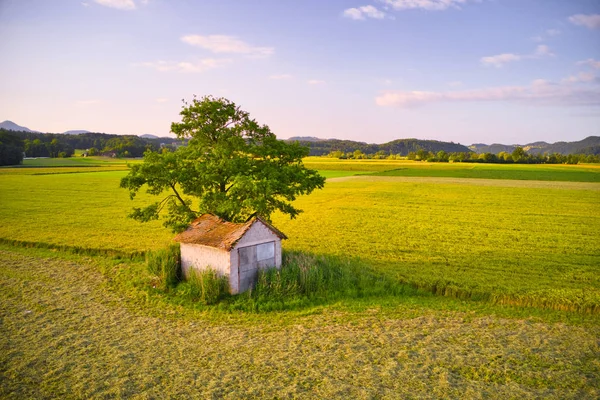 Old barn with damaged, collapsed roof under a large tree in rural landscape — Stock Photo, Image