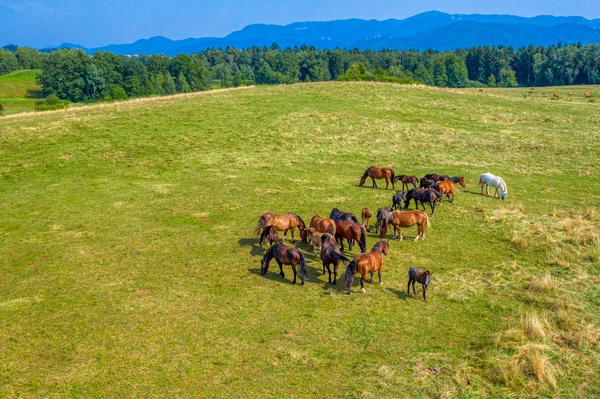 Pferde weiden auf der Weide, Luftaufnahme der grünen Landschaft mit einer Herde brauner Pferde und einem einzigen weißen Pferd — Stockfoto
