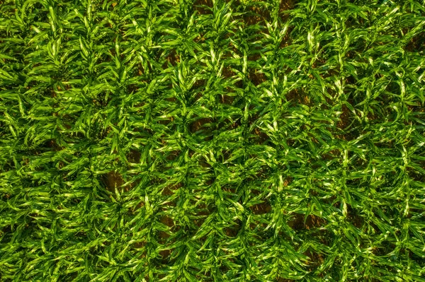 Plantas verdes, fondo verde, textura natural, vista aérea de arriba abajo de un campo de maíz verde — Foto de Stock