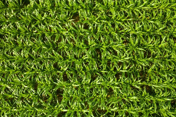 Aerial top down view of a green corn field Stock Image