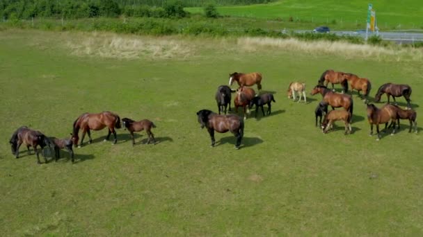 Chevaux broutant sur les pâturages, vue aérienne du paysage verdoyant avec un troupeau de chevaux bruns 