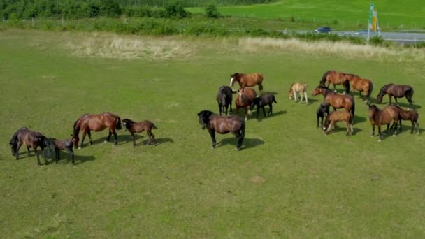 Legeltetés legelőkön, légi felvétel a zöld tájon, barna lovakkal — Stock videók