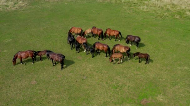 Chevaux broutant sur les pâturages, vue aérienne du paysage verdoyant avec un troupeau de chevaux bruns 