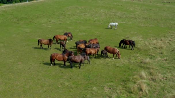 Konie pasą się na pastwiskach, widok z lotu ptaka zielonego krajobrazu ze stado koni brązowych i jednego białego konia — Wideo stockowe