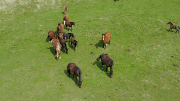 Chevaux broutant sur les pâturages, vue aérienne du paysage verdoyant avec un troupeau de chevaux bruns 