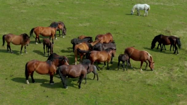 목초지에서 풀을 뜯는 말, 갈색 말 무리와 백마 한 마리가 있는 녹색 풍경의 공중 전경 — 비디오