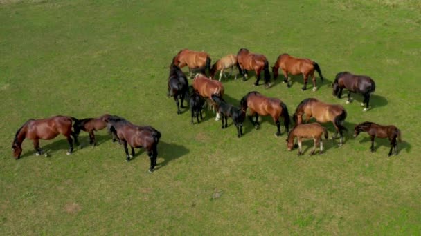 Koně se pasou na pastvinách, vzdušné pohled na zelenou krajinu a stádo hnědých koní — Stock video