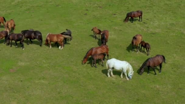 Koně se pasou na pastvinách, letecký pohled na zelenou krajinu se stádem hnědých koní a jediného bílého koně — Stock video