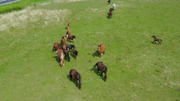 Chevaux broutant sur les pâturages, vue aérienne du paysage verdoyant avec un troupeau de chevaux bruns 