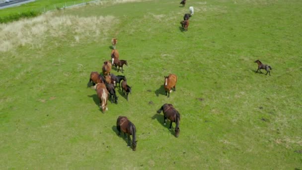 Chevaux broutant sur les pâturages, vue aérienne du paysage verdoyant avec un troupeau de chevaux bruns — Video