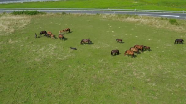 Paarden grazen op weide, luchtfoto van groen landschap met een kudde bruine paarden en een enkel wit paard — Stockvideo