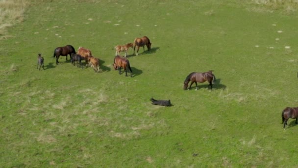 Chevaux broutant sur les pâturages, vue aérienne du paysage verdoyant avec un troupeau de chevaux bruns 