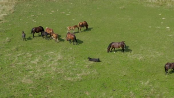 Konie pasą się na pastwiskach, widok z lotu ptaka zielonego krajobrazu ze stado koni brązowych — Wideo stockowe