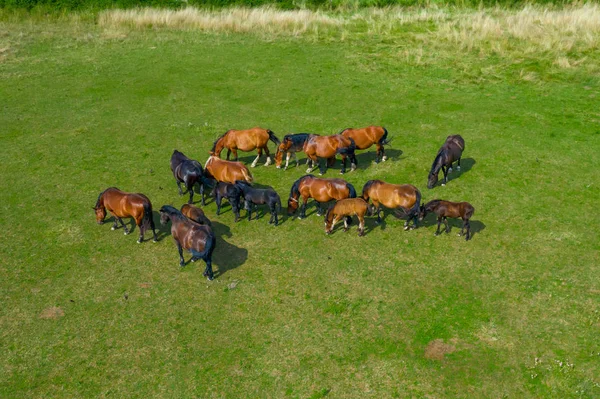 Pferde, die auf einer Wiese neben einem Fluss grasen. Landschaften. Blick von oben. — Stockfoto