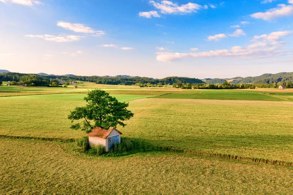 Aerial view of Old barn with damaged, collapsed roof under a large tree in rural landscape — Stock Photo, Image