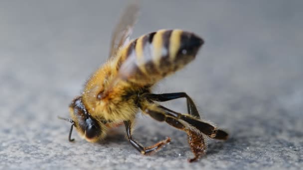 Kwelling van de stervende honingbij, vergiftigd Pollinator, gevolg van pesticiden en insecticiden — Stockvideo