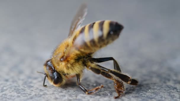 Agonía de abejas melíferas moribundas, polinizador envenenado, consecuencia de pesticidas e insecticidas — Vídeo de stock