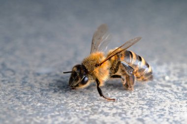 Düz arka planda bal arısı makro