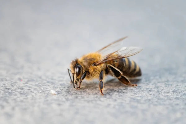 Makro lebah madu pada latar belakang polos Stok Foto