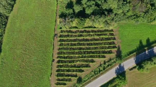 在葡萄园里收获葡萄，鸟瞰欧洲的酿酒厂，工人采摘葡萄，鸟瞰 — 图库视频影像
