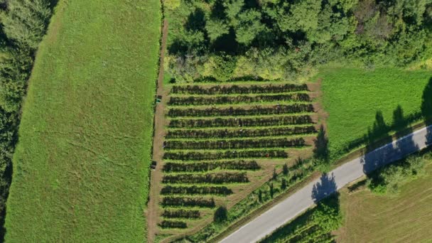 Récolte de la vigne dans le vignoble, vue aérienne du domaine viticole en Europe, vendanges des travailleurs, vue aérienne 
