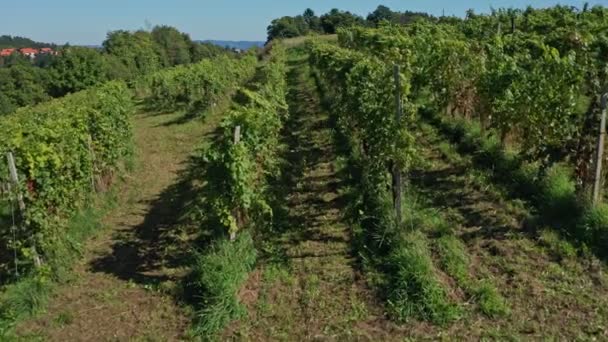 Вид з повітря на виноградник, що пролітає крізь ряди винограду, урожай винограду — стокове відео