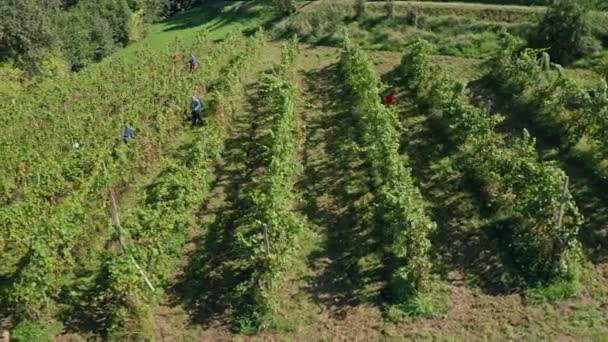 Colheita de uva em vinha, vista aérea da propriedade vinícola na Europa, os trabalhadores pegar uvas, vista aérea — Vídeo de Stock