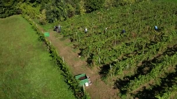 Récolte de la vigne dans le vignoble, vue aérienne du domaine viticole en Europe, vendanges des travailleurs, vue aérienne 