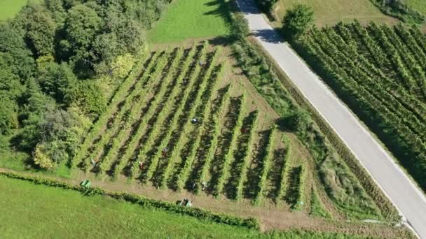 Récolte de la vigne dans le vignoble, vue aérienne du domaine viticole en Europe, vendanges des travailleurs, vue aérienne — Video