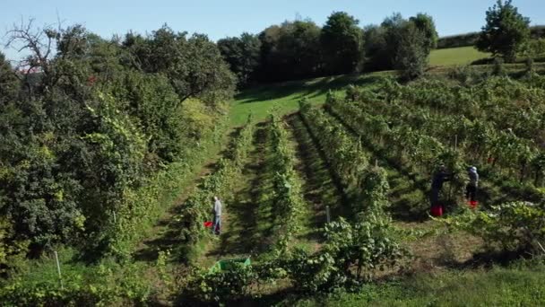 Skörd Grapevine i vingård, Flygfoto av vingård Estate i Europa, arbetare plocka druvor, utsikt från luften — Stockvideo