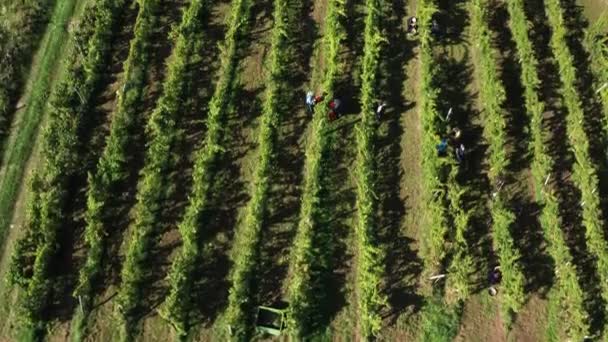 Cosechando vid en viñedo, vista aérea de la bodega en Europa, los trabajadores recogen uvas, vista aérea — Vídeo de stock