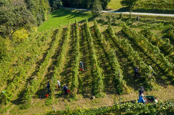 Memanen anggur di kebun anggur, pemandangan udara perkebunan anggur di Eropa Stok Lukisan  